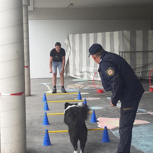 Hunde bei der Vorführung