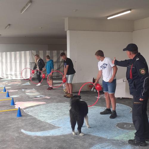 Hunde bei der Vorführung 